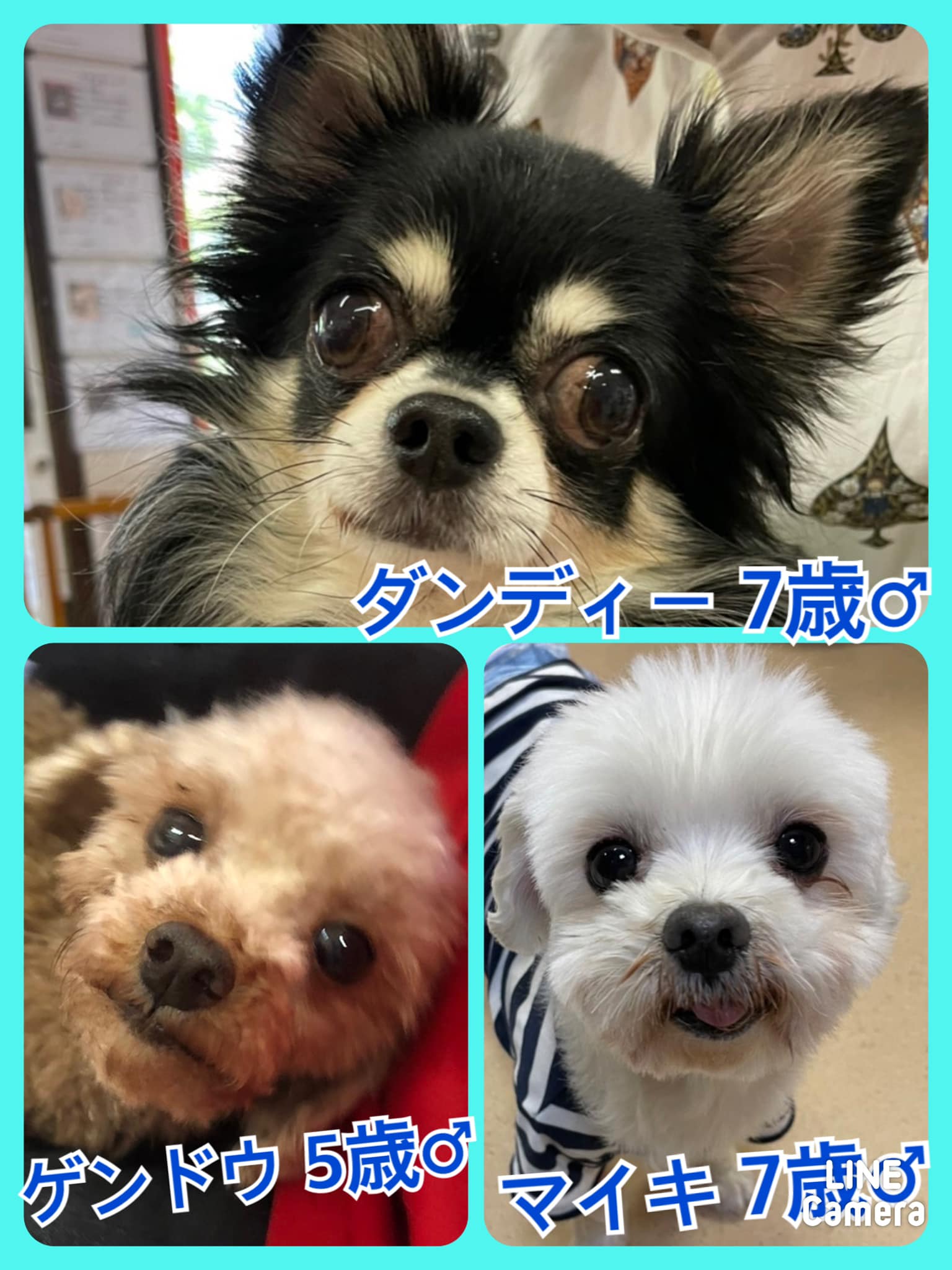 🐾今日の里親様募集中ワンコ🐶メンバーです🐾2022,6,7【保護犬カフェ天神橋店】